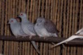 /album/fotogaleria/februar-2013-132-jpg/
